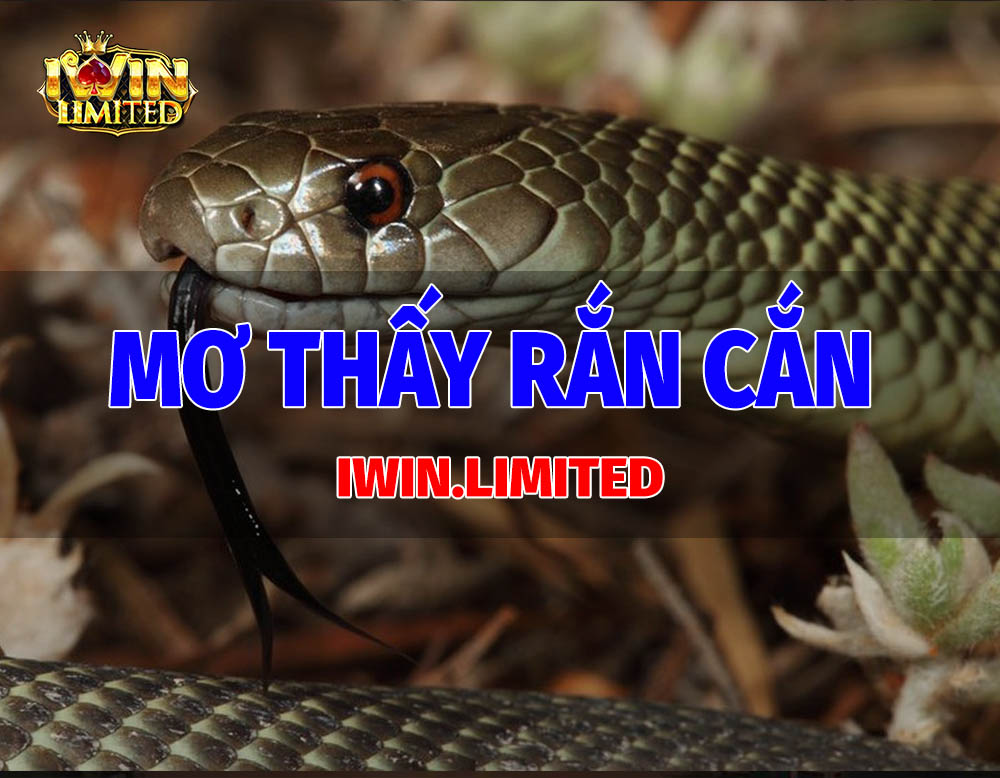 Mơ thấy rắn cắn