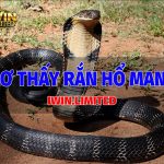 Nằm mơ thấy rắn hổ mang có ý nghĩa gì? Đánh con gì? Mơ thấy rắn hổ mang