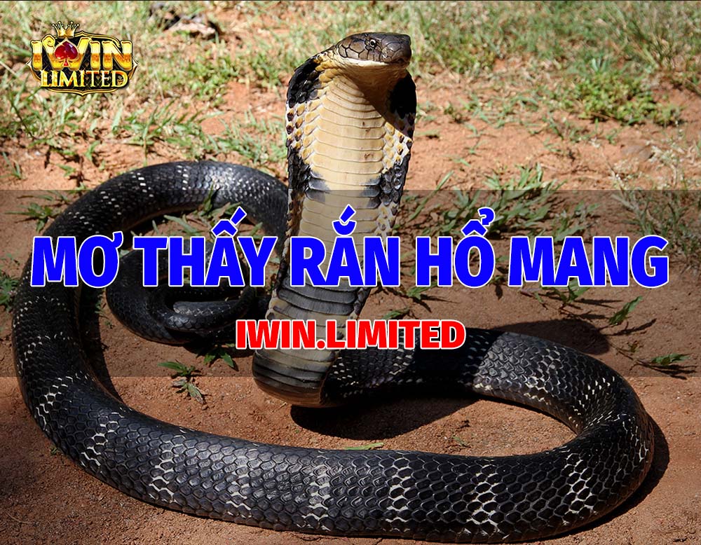 Mơ thấy rắn hổ mang