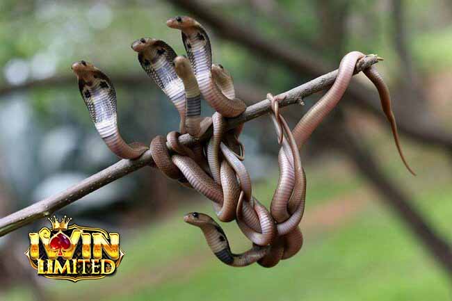 Các trường hợp đặc biệt bạn nên lưu ý khi mơ thấy rắn