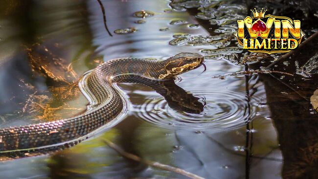 Câu hỏi thường gặp về giấc mơ thấy rắn dưới nước