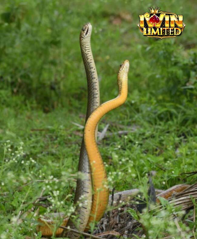 Chiêm bao thấy 2 con rắn khác màu quấn nhau