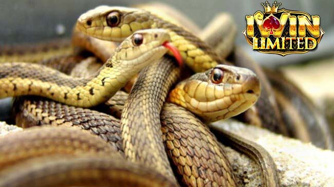 Mơ thấy nhiều rắn là điềm báo có nhiều tin vui