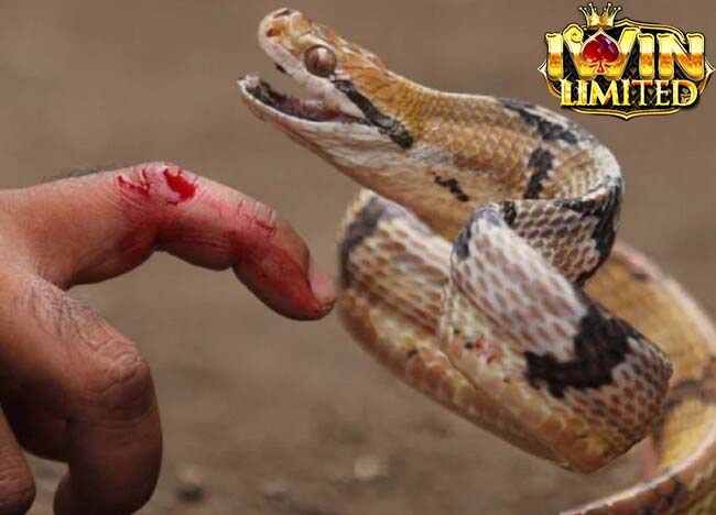 Thấy rắn cắn tay là dự báo không may