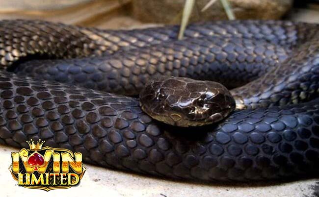 Bà bầu mơ thấy rắn đen là điềm báo tốt