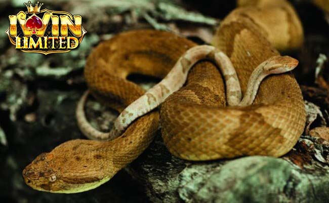 Có bầu mơ thấy rắn vàng là dấu hiệu sung túc