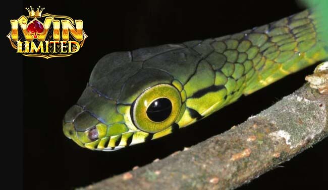 Bà bầu mơ thấy rắn đánh con gì