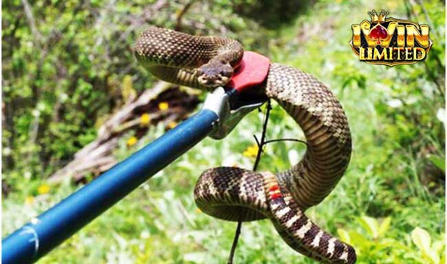 Điềm báo chung khi mơ bắt được rắn