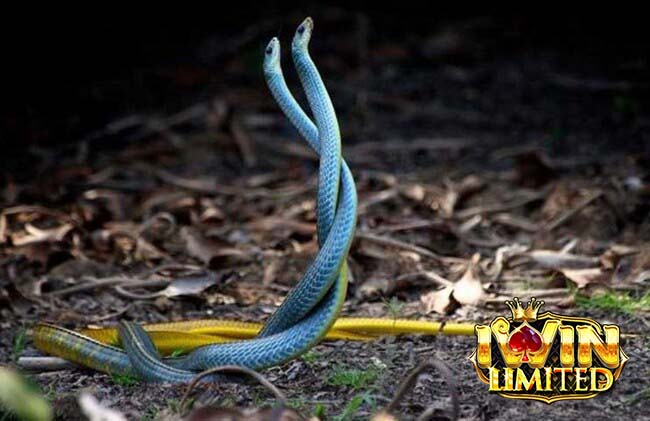 Mơ thấy 2 con rắn quấn vào nhau