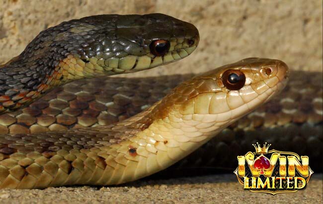 Giấc mơ thấy 2 con rắn hên hay xui?