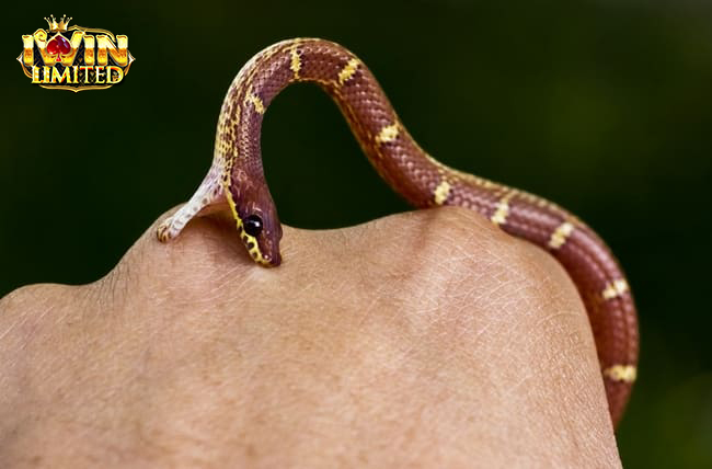 Giấc mơ thấy rắn độc cắn vào tay