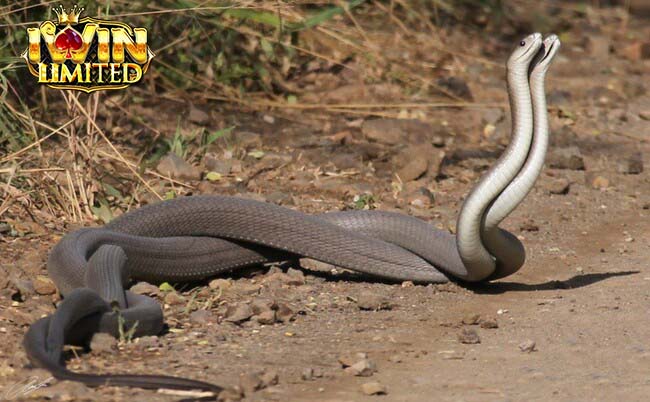 Giải mã giấc mơ thấy 2 con rắn quấn nhau theo văn hóa