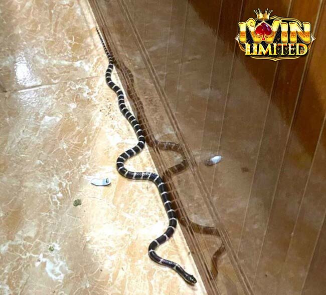 Mơ thấy rắn bò vào nhà