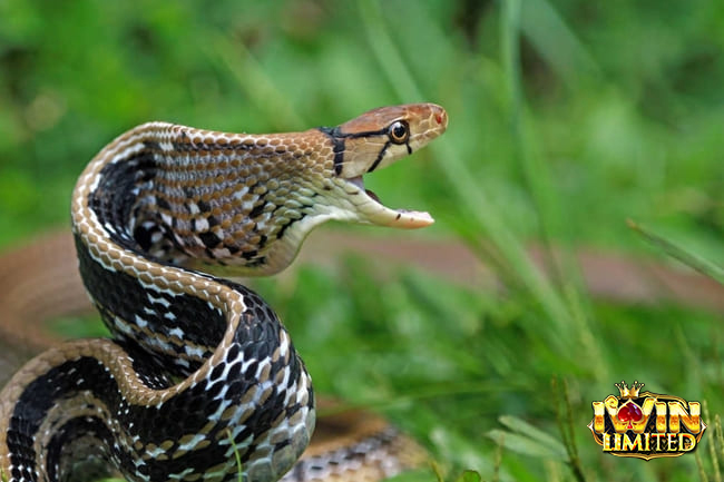 Mơ thấy rắn cắn người khác đánh con gì còn tùy chi tiết giấc mơ