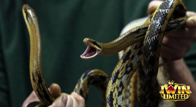 Giải mã giấc mơ thấy rắn cắn người khác