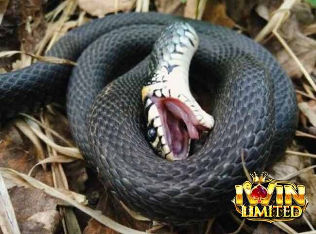 Giải mã giấc mơ thấy rắn chết