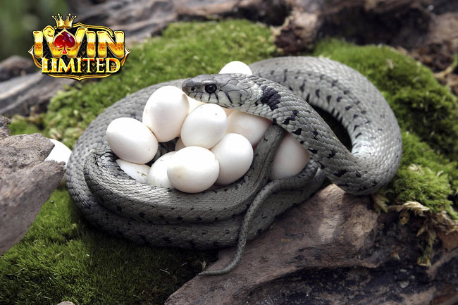 Giải mã mơ thấy rắn đẻ theo góc độ tâm linh