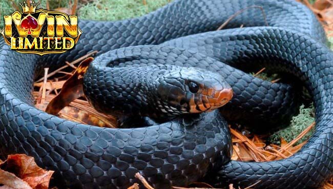 Giải mã giấc mơ rắn đen to theo văn hóa
