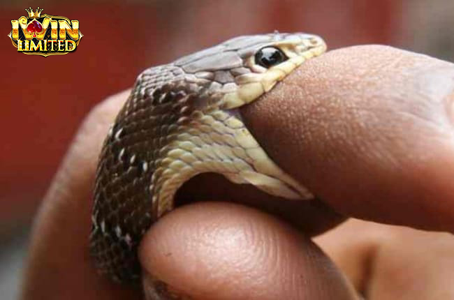 Giải thích hình ảnh khi mơ thấy rắn cắn vào tay