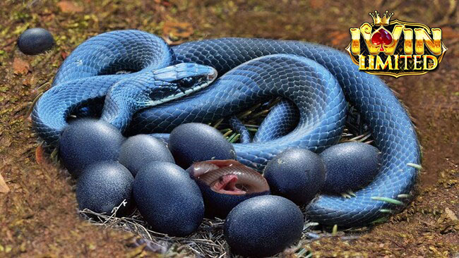 Giải mã giấc mơ thấy rắn đẻ theo khoa học