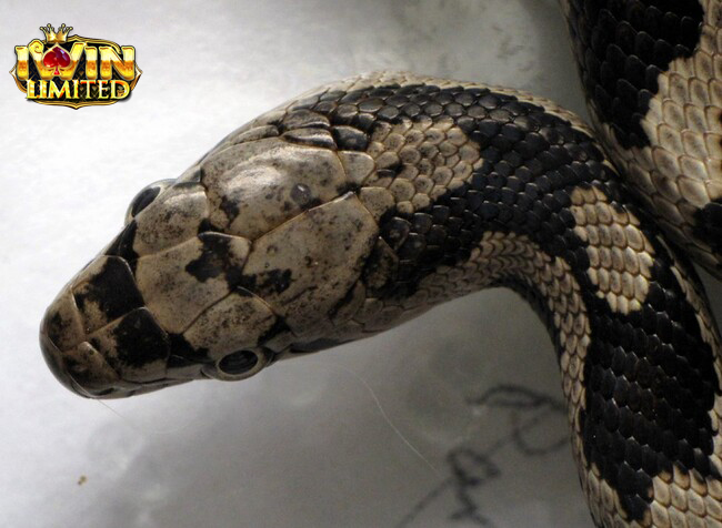 Loài rắn và ý nghĩa phong thủy