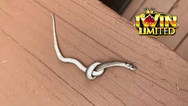 Lưu ý khi giải mã mơ thấy rắn chết