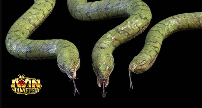 Mơ 3 con rắn bò đến trước mặt