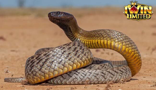 Rắn là biểu tượng của sự linh thiêng