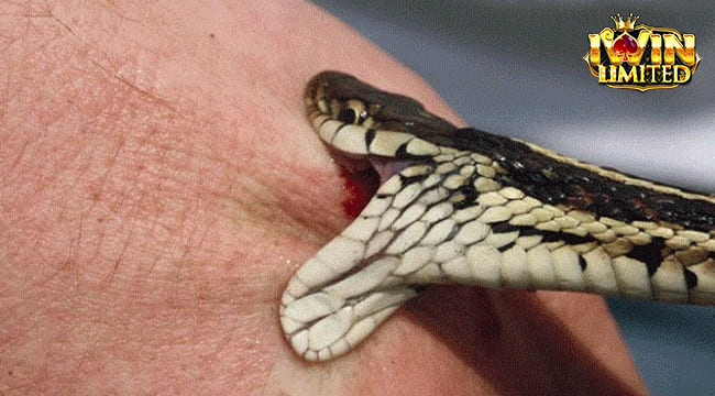 Mơ rắn cắn người thân đánh con gì còn tùy chi tiết giấc mơ