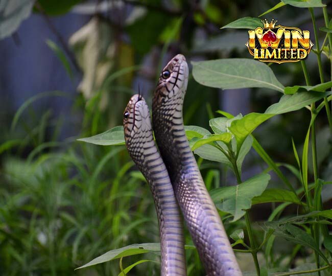 Mơ rắn nhỏ quấn nhau