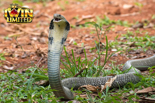 Mơ thấy con rắn hổ mang có ý nghĩa gì?