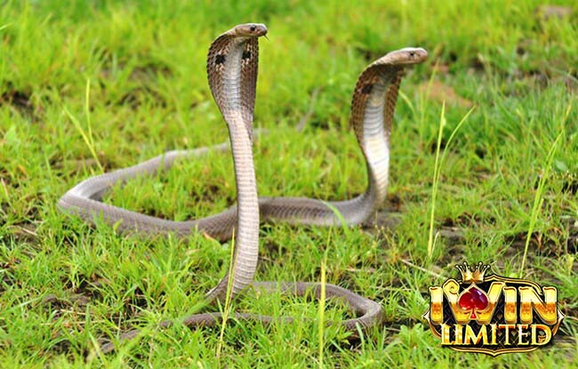 Mơ thấy 2 con rắn hổ mang