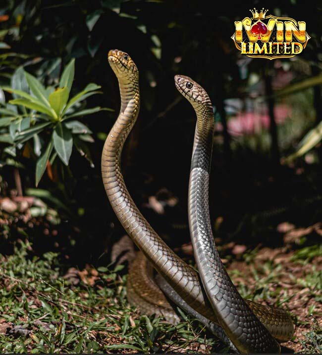 Mơ thấy 2 con rắn màu đen