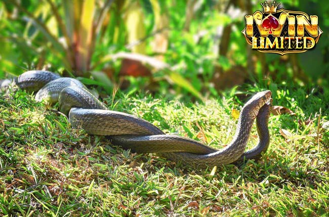 Mơ thấy 2 con rắn ngoài đường