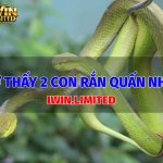 Nằm mơ thấy 2 con rắn quấn nhau có ý nghĩa gì? Đánh con gì? mo-thay-2-con-ran-quan-nhau