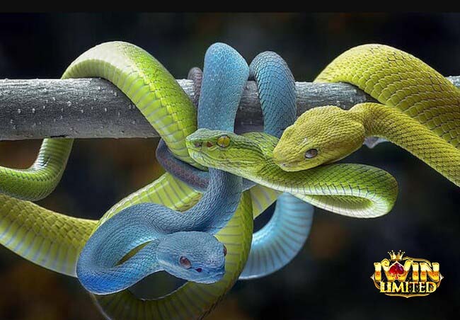 Mơ thấy 3 con rắn đánh con gì còn tùy vào chi tiết trong mơ