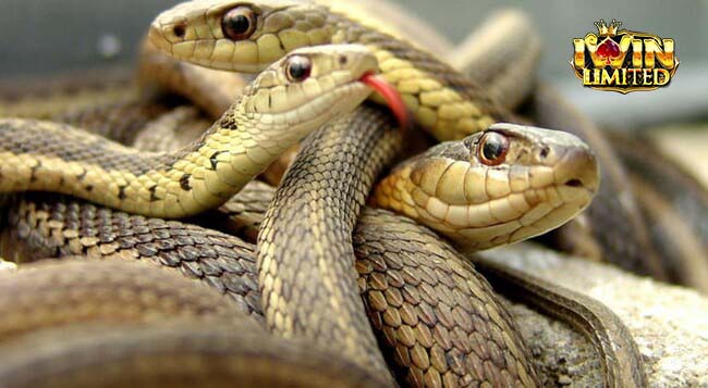 Mơ thấy 3 con rắn quấn vào nhau