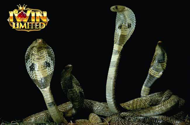 Mơ thấy 4 con rắn hổ mang