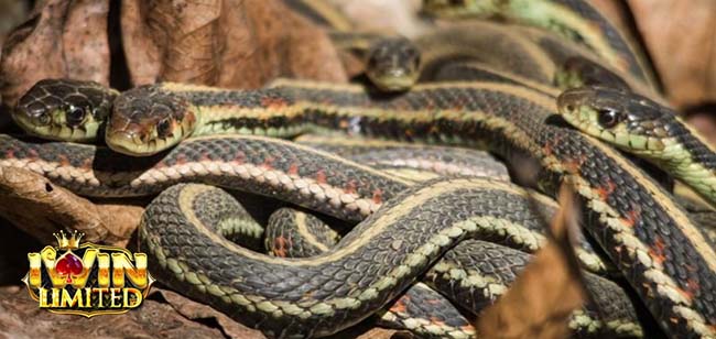 Mơ thấy 5 con rắn đen