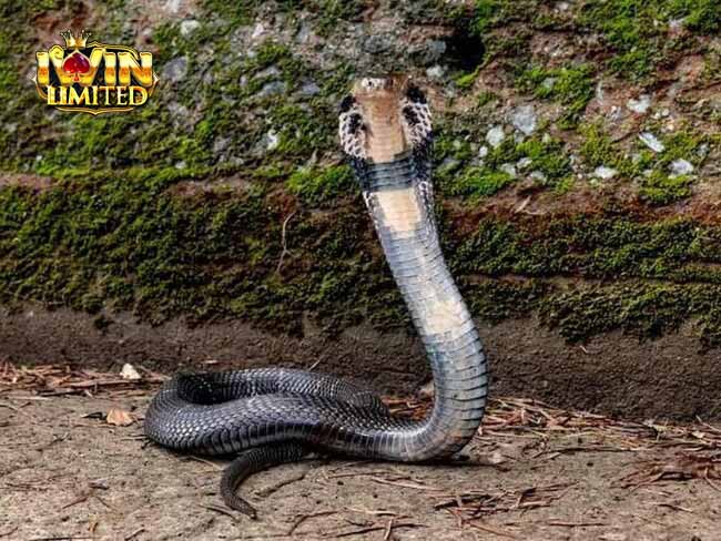 Mơ thấy bị rắn hổ mang đuổi