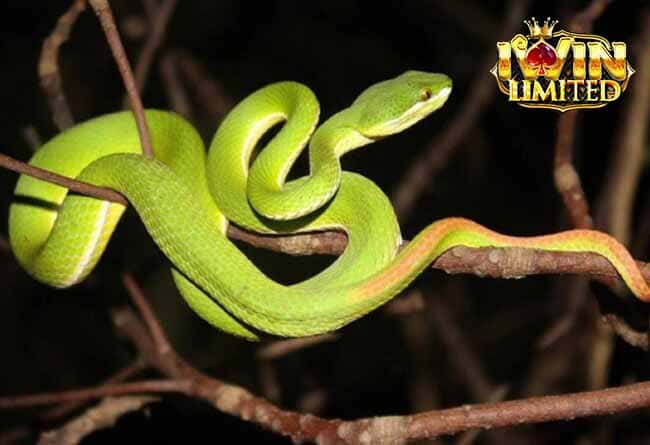 Mơ thấy bị rắn xanh cắn vào tay ở trong rừng