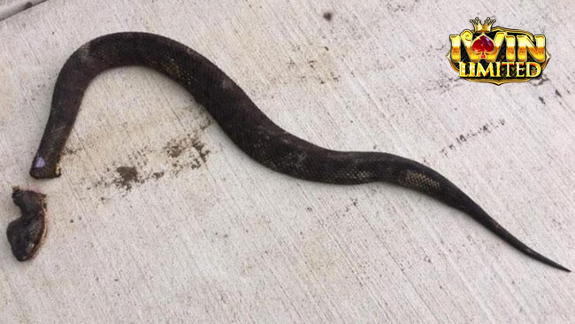 Mơ chặt đầu rắn đem lại nhiều con số may mắn