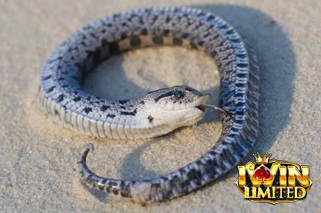 Mơ thấy một con rắn chết