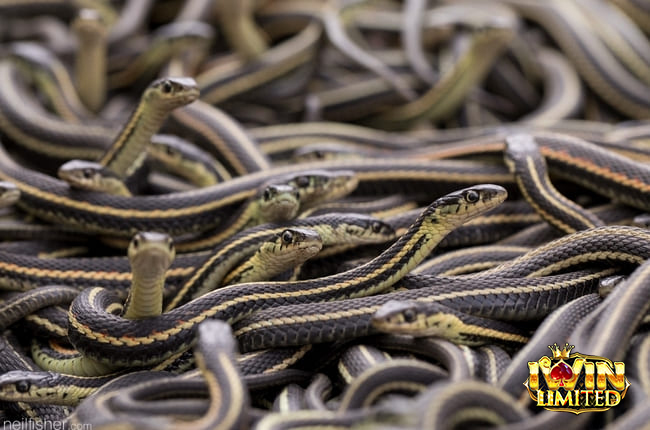 Mơ thấy nhiều rắn thường báo hiệu nhiều điềm tâm linh