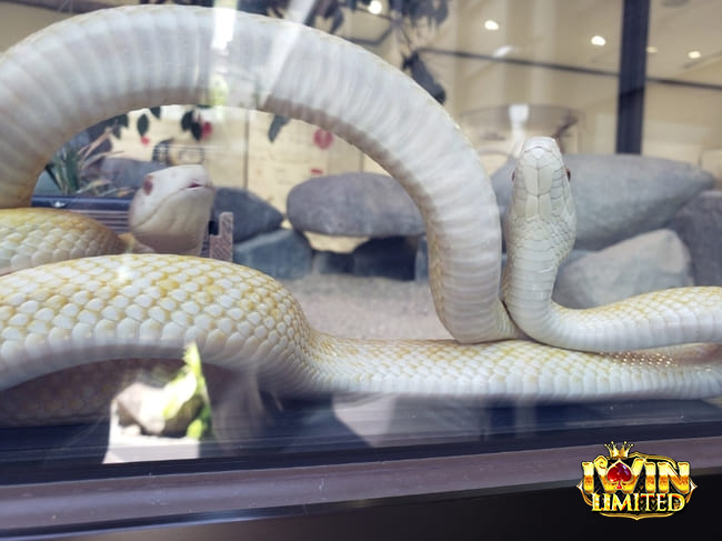 Mơ thấy nhiều rắn trắng