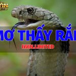 Nằm mơ thấy rắn là điềm báo gì? Mơ thấy rắn đánh con gì trúng lớn? mo-thay-ran