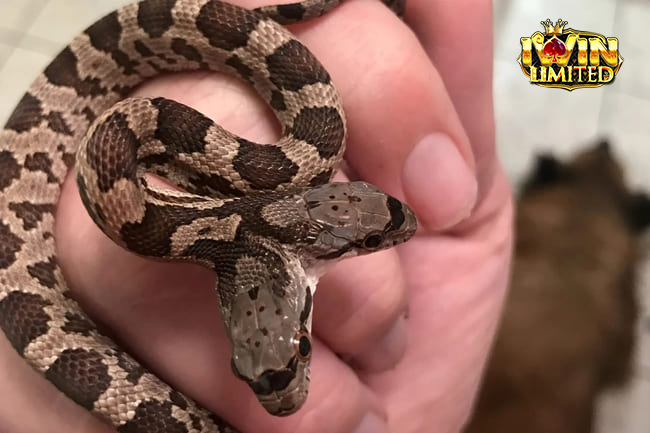 Mơ thấy rắn 2 đầu