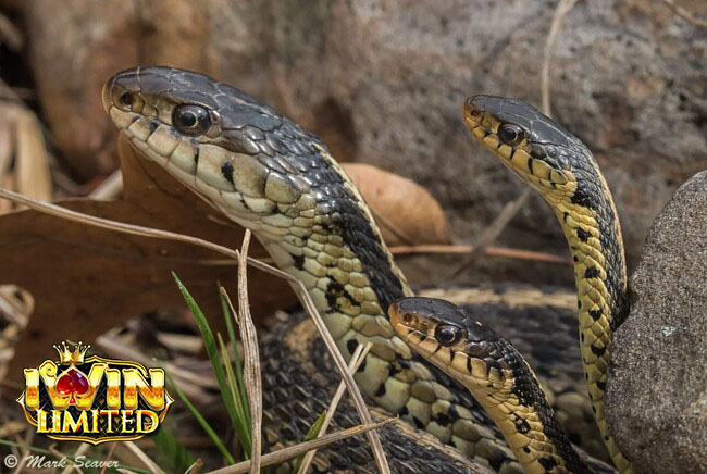 Mơ thấy rắn 3 đầu bò theo sau