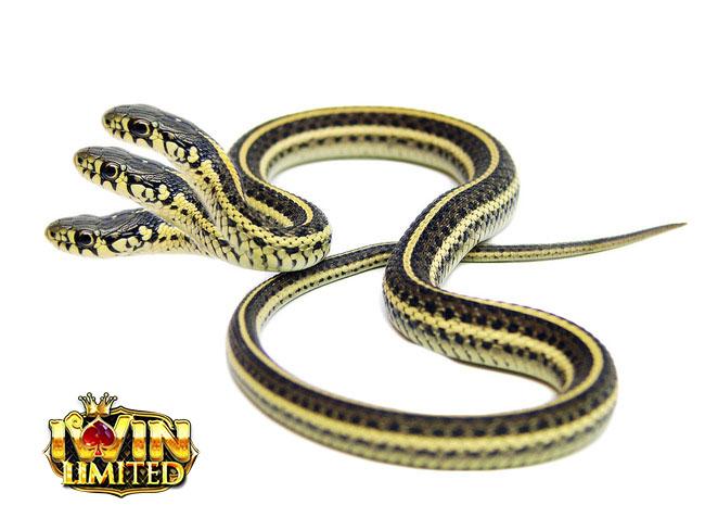 Mơ thấy rắn 3 đầu chứa đựng nhiều điềm báo tâm linh