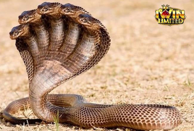 Mơ thấy rắn 5 đầu